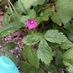 Rubus arcticus Flower