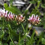 Trifolium thalii ফুল