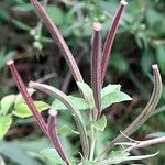 Epilobium hirsutum Frucht