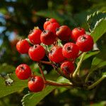 Sorbus aria Vaisius