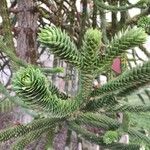 Araucaria araucanaList