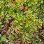 Vaccinium ovatum Leaf