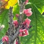 Pavonia strictiflora