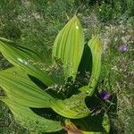 Veratrum californicum পাতা