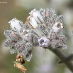 Eriodictyon tomentosum Kvet