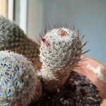 Mammillaria haageana Foglia