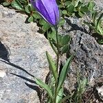 Campanula scheuchzeri موطن