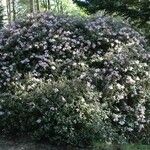 Rhododendron williamsianum Plante entière