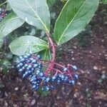 Viburnum rigidum Frukt