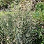 Panicum virgatum 整株植物