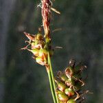 Carex liparocarpos 花