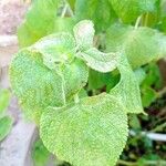 Salvia cinnabarina Leaf