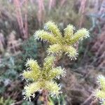 Petrosedum sediformeফুল