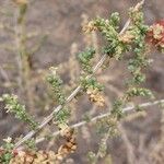 Caroxylon vermiculatum Blatt