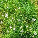 Moehringia muscosa Habit