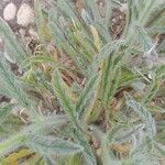 Convolvulus cephalopodus Leaf