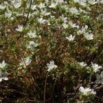 Arenaria aggregata Hábito