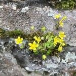 Saxifraga cymbalaria 花