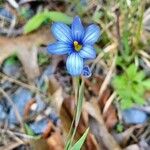 Sisyrinchium angustifolium 花