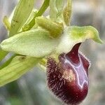 Ophrys provincialis Çiçek