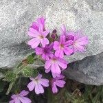 Erinus alpinus Flor