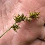 Carex spicata Floare