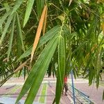 Bambusa tuldoides Foglia