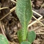 Bellium bellidioides Leaf