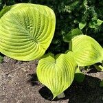 Hosta plantaginea Blatt