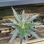 Agave toumeyana Liść