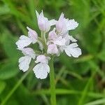 Neotinea tridentata Flor