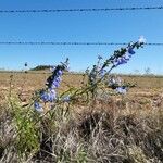 Salvia azurea Flower