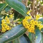 Pittosporum pancheriFlower