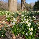 Leucojum vernumKwiat