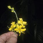 Cassia spruceana Flower