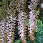 Dryopteris erythrosora 葉