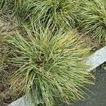 Carex ornithopoda Φύλλο