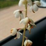 Pyrola asarifolia Flor