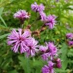 Vernonia noveboracensis Flower