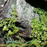 Asplenium × centovallense