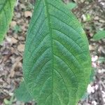 Pachystachys spicata Leaf