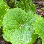 Petasites albus Leaf