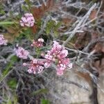 Asperula cynanchicaFlower