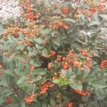 Pyracantha coccineaശീലം