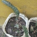 Sansevieria hyacinthoides葉