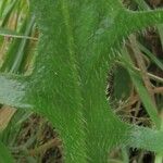 Hypochaeris radicata Blatt