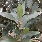 Laurus nobilis List