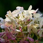 Hydrangea paniculata फूल