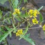 Rorippa palustris Çiçek