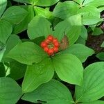 Cornus canadensis Frugt